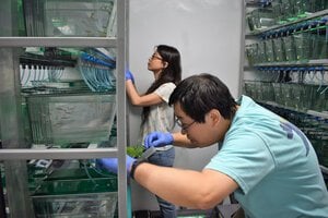Two postdocs work in zebrafish lab