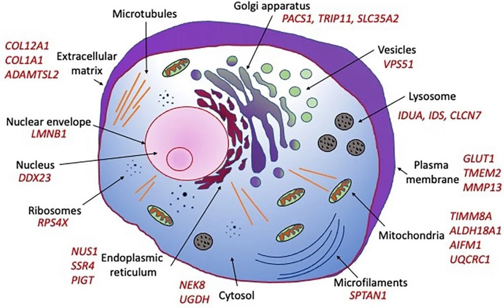 Functional Studies image x
